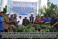 Sinergi Pusri dan Kementan: Dorong Kopi Arabika Kintamani Tembus Pasar Global