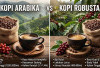 Kopi Arabika Apa Robusta, Mana yang Lebih Ramah Lambung?