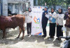 KAI Divre III Palembang Sebar 30 Ekor Sapi Kurban ke Sejumlah Daerah Operasional, Ini Lokasinya