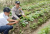 Dukung Ketahanan Pangan, Polsek Belitang II Manfaatkan Lahan Kosong