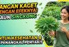 Jangan Kaget dengan Efeknya! 6 Manfaat Daun Singkong untuk Kesehatan dan Penangkal Berbagai Penyakit