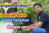 Jangan Asal Siram! 6 Hal yang Harus Dihindari dalam Pemberian Air Cucian Beras pada Tanaman