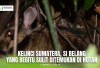 Fakta Kelinci Belang Sumatera yang Langka dan Hampir Punah!