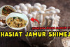 Rahasia Imun Kuat Tanpa Obat! Inilah 5 Manfaat Jamur Shimeji untuk Kesehatan Tubuh yang Tinggi Antioksidan