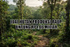 Raup Untung Rp1,46 Miliar, Terdakwa Korupsi Penjualan Hutan Produksi Dituntut 18 Bulan Penjara