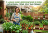 5 Langkah Sukses Berkebun Sayur di Rumah untuk Pemula: Segar, Sehat, dan Organik!