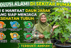 Solusi Alami di Sekitar Rumah! Ini 6 Manfaat Daun Jarak yang Siap Menjaga Kesehatan Tubuh yang Terbukti Ampuh
