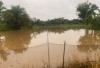 Belasan Hektar Sawah Terendam Banjir, Petani Tadah Hujan Terancam Gagal Panen