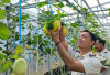 Rutan Kelas I Palembang Sukses Budidaya Tanaman Produktif, Hasilkan Melon Segar dari Tangan Warga Binaan