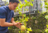 Dukung Ketahanan Pangan, Rutan Baturaja Sukses Panen Buah Melon 