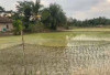 Ini Alasan Petani di Desa Kota Baru Martapaura Mulai Garap Sawah Tadah Hujan