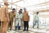 Pertama di Sumsel! Program Sinar Bohlam PLN Hadirkan Smart-Greenhouse Melon di Banyuasin