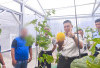 Rutan Baturaja Sukses Panen 67 Kg Melon, Bukti Nyata Keberhasilan Pembinaan Warga Binaan