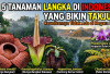 5 Tanaman Langka di Indonesia yang Bikin Takjub, Keunikannya Bahkan Tidak Mudah Ditemukan di Negara Lain