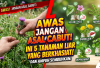 Awas Jangan Asal Cabut! Ini 5 Tanaman Liar yang Berkhasiat dan Ampuh Sembuhkan Berbagai Penyakit