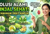 Solusi Alami Ginjal Sehat: 6 Pilihan Tanaman Obat yang Ampuh Memperbaiki Fungsi Ginjal dan Melancarkan Urin
