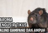 9 Aroma yang Bikin Tikus Gak Betah di Rumah, Coba Deh!