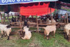 Cara Memilih Hewan Kurban Versi Penjual, Harga Pasaran Kambing dan Sapi