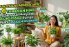 Bukan Sekadar Mempercantik! Ini 6 Tanaman Hias yang Sanggup Menyulap Racun Udara Rumah Menjadi Oksigen Murni