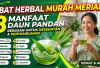 Obat Herbal Murah Meriah! Ini 8 Manfaat Rebusan Air Daun Pandan untuk Kesehatan dan Penyembuhan Penyakit