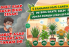 Kabut Asap Makin Bikin Sesak, 5 Tanaman Hias Cantik Ini Bisa Bantu Bikin Udara Rumah Lebih Segar