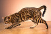 7 Ras Kucing Terkuat di Dunia, Tubuh Kokoh, Otot Besar, Bulu Tebal, Tertarik Memeliharanya?