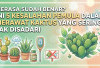 Merasa Sudah Benar? Ini 5 Kesalahan Pemula dalam Merawat Kaktus yang Sering Tak Disadari
