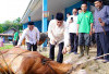 Bupati Muba Serahkan Dua Sapi Limosin, Simbol Semangat Berbagi