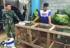 Cuan dari Kicauan! Kisah Bagus Pemuda Tengaran Sukses Ternak Murai Batu di Tengah Momen TMMD