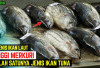 Waspada Sebelum Menyantap Seafood! 7 Jenis Ikan dengan Kandungan Merkuri Tinggi yang Mengancam Kesehatan 