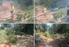 PT Lonsum Lakukan Tebas Bayang Pohon Areal Desa Cecar Lahat, Rupanya Untuk Kegiatan Ini