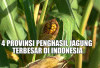 4 Provinsi Penghasil Jagung Terbesar di Indonesia, Sumatera Selatan Tidak Termasuk, Daerah Ini Juaranya!
