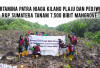 Gandeng Project R&P, Pertamina Patra Niaga Kilang Plaju Tanam 7.500 Bibit Mangrove!