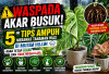 Waspada Akar Busuk! Ini 5 Tips Ampuh Merawat Tanaman Hias di Musim Hujan Agar Tetap Segar dan Tidak Mudah Layu