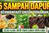 5 Sampah Dapur yang Bermanfaat untuk Tanaman, Solusi Alami Bikin Tanah Subur Tanpa Kimia