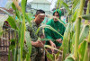 Wujudkan Komitmen TNI AD Dukung Ketahanan Pangan, Dandim 0405 Lahat Pimpin Panen Raya Jagung, Ini Hasilnya