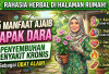 Rahasia Herbal di Halaman Rumah! Inilah 5 Manfaat Ajaib Tapak Dara untuk Penyembuhan Berbagai Penyakit Kronis 