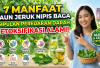7 Manfaat Daun Jeruk Nipis Bagi Kesehatan Tubuh yang Ampuh Melancarkan Peredaran Darah dan Detoksifikasi Alami