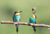 7 Jenis Burung Kicau Paling Populer di Indonesia, Bersuara Merdu dengan Bulunya yang Indah