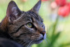9 Alasan Dilarang Memotong Kumis Kucing, Salah Satunya Menyangkut Nyawa